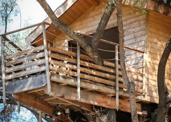 Dans Les Arbres, Domaine De L Ogliastru