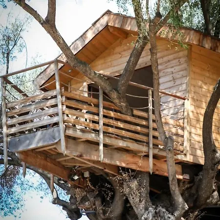 Dans Les Arbres, Domaine De L Ogliastru