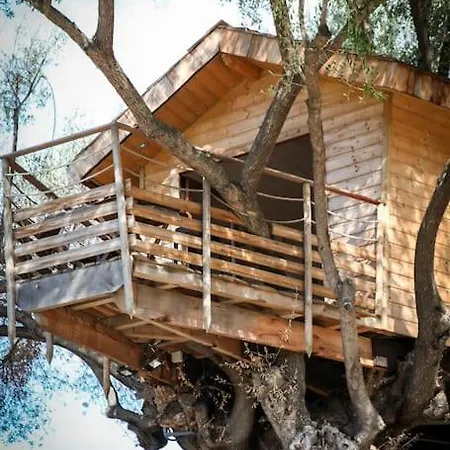 Dans Les Arbres, Domaine De L Ogliastru Olmeto (Corsica)